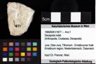 Foto (Objket + Etiketten) von Cycloprosopon sp. 